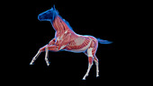 Horse's muscular system, illustration