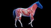 Horse's muscular system, illustration
