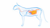 Cat's digestive system, illustration