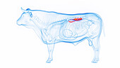 Cow's kidneys, illustration