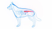 Dog's colon, illustration