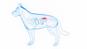 Dog's kidneys, illustration