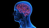 Infected human brain, illustration