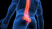 Painful lower spine, illustration