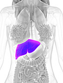 Female liver, illustration