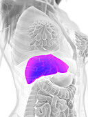 Female liver, illustration