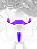 Uterus, illustration