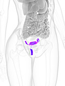 Uterus, illustration