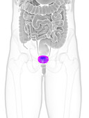 Male bladder, illustration