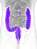 Male colon, illustration