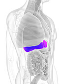 Male liver, illustration