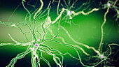 Human nerve cell, illustration