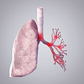 Lung and bronchi, illustration