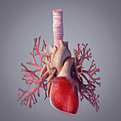 Bronchi and heart, illustration