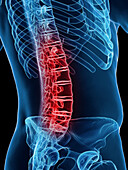 Male lumbar spine, illustration