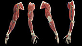 Male arm muscles, illustration