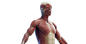 Male torso muscles, illustration