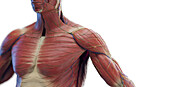 Male chest and arm muscles, illustration