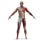 Male muscular system, illustration