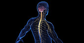 Male nervous system, illustration