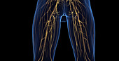 Male leg nerves, illustration