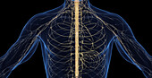 Male nervous system, illustration