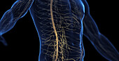 Male abdominal nervous system, illustration