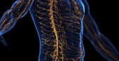 Male abdominal nervous system, illustration