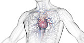 Male heart, illustration