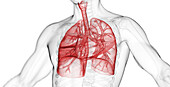Male lower respiratory tract, illustration