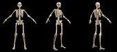 Male skeletal system, illustration