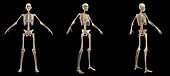 Male skeletal system, illustration