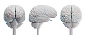 Brain, illustration