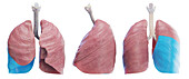Right lung, illustration