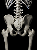 Pelvis bone, illustration