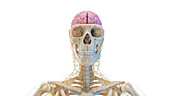 Skull and brain, illustration