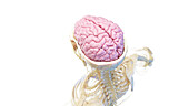 Skull and brain, illustration