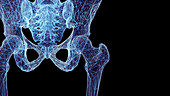 Hip bones, illustration