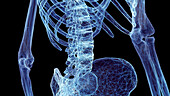 Lower spine bones, illustration
