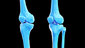 Knee bones, illustration