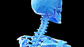 Cervical spine bones, illustration