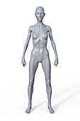 Female ectomorph body type, illustration