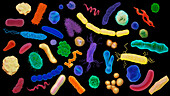 Various bacteria, illustration