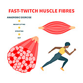 Fast twitch muscle fibres, illustration