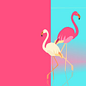 Flamingo, conceptual illustration