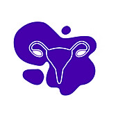 Female reproductive system, illustration