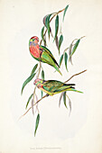 Varied lorikeet, illustration