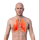Healthy lungs, illustration