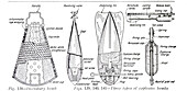 Types of bombs, illustration