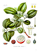 Strychnine tree (Nux vomica), illustration